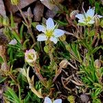 Sabulina verna ফুল