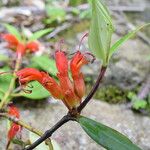 Aeschynanthus hookeri موطن