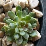 Echeveria minima Ліст