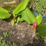 Curcuma longa برگ