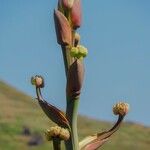 Beschorneria yuccoides Blodyn