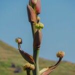 Beschorneria yuccoides 花