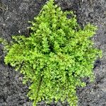 Veronica cupressoides Habitat