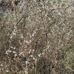 Prunus spinosa 形態