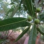 Ficus coronulata