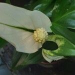 Calla palustris Λουλούδι