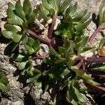 Ranunculus glacialis Likasa