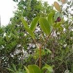 Syzygium caryophyllatum ഇല