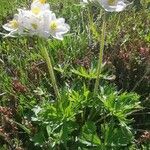 Anemone narcissiflora Blomst