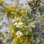 Ozothamnus leptophyllus Цветок