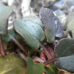 Barbarea rupicola Hoja