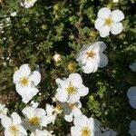 potentilla fruticosaFlower