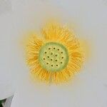 Nelumbo nucifera花