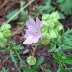 Malva alceaFloare