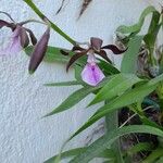 Encyclia cordigera Flower