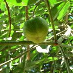 Hevea brasiliensis Sonstige