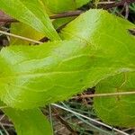 Goodenia ovata Blad