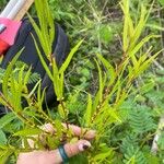 Salix nigra Leaf