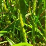 Bromus racemosus Corteccia