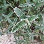 Phlomis fruticosaFoglia