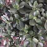 Crassula multicavaList