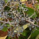 Schefflera morototoni Froito