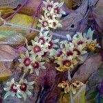 Chimonanthus fragrans Çiçek