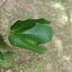 Sterculia apetala Leaf