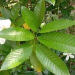 Gardenia gummifera Yaprak