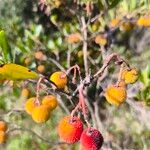 Arbutus andrachne फल