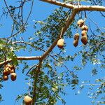 Tamarindus indica Fruit