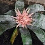 Aechmea fasciata Leaf