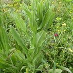 Echium creticum Leaf