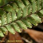 Adiantum hispidulum Sonstige