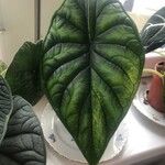 Alocasia baginda Лист