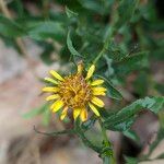 Pentanema spiraeifolium Blüte