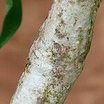Pandorea pandorana പുറംതൊലി