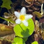 Nymphoides indica Blomst