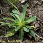Androsace obtusifolia Libunga