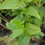 Austroeupatorium inulifolium Leaf