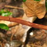 Pycnobotrya nitida Φλοιός