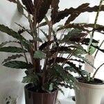 Calathea lancifolia Hoja
