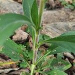 Andersonglossum virginianum Casca