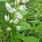 Cephalanthera longifoliaŽiedas