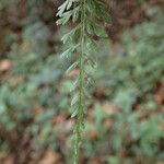 Asplenium hypomelas Blad