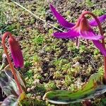 Erythronium dens-canisFlor