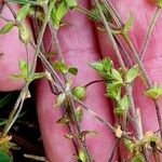 Arenaria serpyllifolia Vaisius