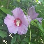 Hibiscus syriacusBlüte