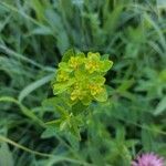 Euphorbia verrucosa Flower