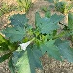 Datura stramoniumЛіст